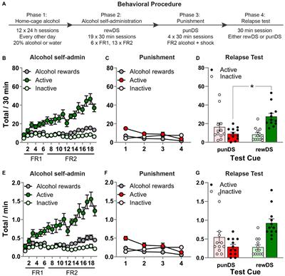 Alcohol Seeking Under Risk of Punishment Is Associated With Activation of Cortical and Subcortical Brain Regions